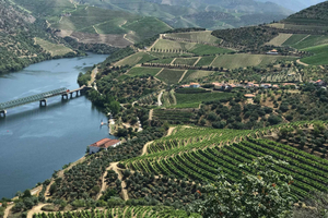 introduzione alla Valle del Douro con guida locale