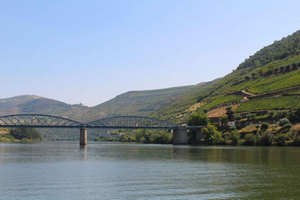 Oporto: Tour vinícola del Duero, pícnic, paseo en barco y cata de aceite de oliva