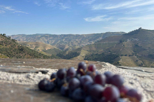 Porto: Douro Valley halvdagstur med vin og mad