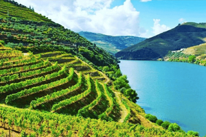 Porto: Douro Valley Tour met 3 proeverijen, lunch & Opt. Rondvaart