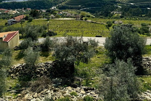 Excursão particular de 1 dia ao Vale do Douro