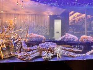 5 Oceanos