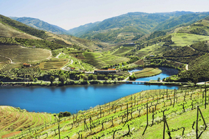 Desde Oporto: tour vinícola por el valle del Duero con almuerzo y crucero por el río