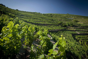 Tour privato di lusso di vino e gastronomia nel Douro