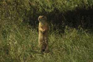 From Prague - Fluffy cute ground squirrels meadow tour
