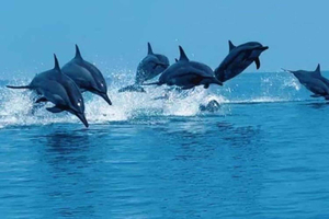 Private mnemba dolphins tour⭐️Spice farm & Stone town tour⭐️