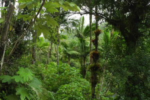 El Yunque National Rainforest Nature Walk & Luquillo Beach