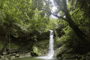 Puerto Rico: Gozalandia River Hiking and Waterfall Tour
