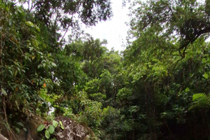 tour de la selva tropical Conoce a tu guía