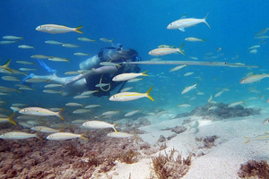 San Juan: Beginner Scuba Diving Tour with Turtles and Videos