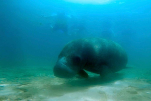 San Juan: Sea Turtles & Manatees Snorkeling with Video & Rum