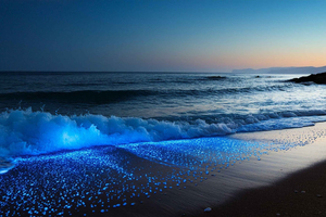 Vieques: Bioluminescent Bay Full Clear Kayaking