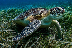 Vieques: Snorkletur med havskilpadder og pilerogger