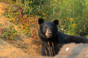 15 min. Tadoussac : Black Bear Observation with Expert Guide