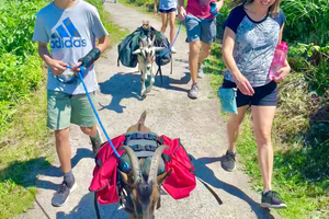 Quebec City: Guided Goat Hike & Beaver Dam Visit with Picnic