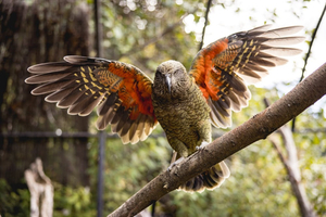 Kiwi Park