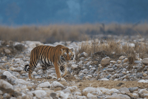 06 jours - Circuit du Triangle d'Or avec safari à Ranthambore