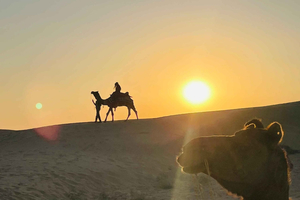 Safari au coucher du soleil à dos de chameau avec dîner