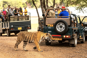 Delhi: 11-tägige Tour zum Goldenen Dreieck, nach Ranthambore & Rajasthan