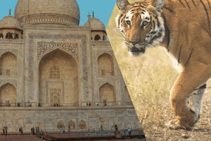 Delhi, Agra e Jaipur: viaggio di più giorni nel Triangolo d'oro con safari