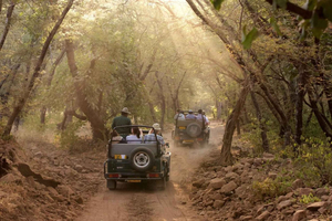 Delhi: Ranthambore National Park 3-Day Tour with Safari.