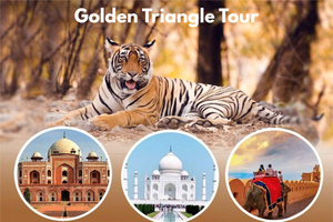 Depuis New Delhi : excursion de 3 jours au Triangle d'Or avec safari pour observer les tigres