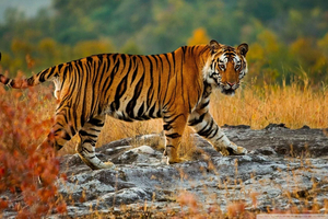 Desde Delhi: Excursiones de 3 días para ver tigres en Ranthambore, India.