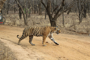Saindo de Délhi: Safári de 4 dias no Triângulo Dourado e no Tigre de Ranthambore