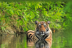 From Delhi: 5-Day Golden Triangle and Tiger Safari Tour