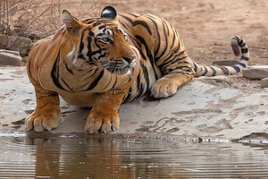 De Delhi: visita guiada de 5 dias com safári de tigres em Delhi, Agra e Jaipur