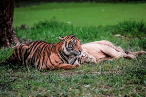 From Delhi: Ranthambore 3-Day Safari Tour With Options