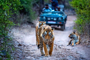 Da Delhi: escursione di un giorno al Parco Nazionale di Ranthambore con safari
