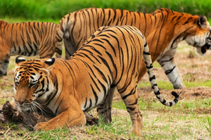 Desde Delhi: safari en la reserva natural de Sariska con coche privado