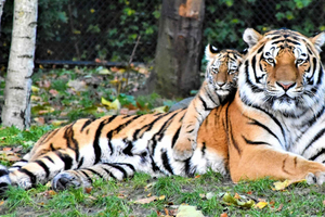 Depuis Jaipur : safari de 2 jours dans le parc national de Ranthambore