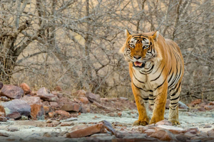 Gylne Triangel 7-dagers tur med Ranthambore