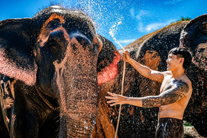 Jaipur: Elephant Riding, Painting, Feeding & More in Village