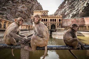Jaipur : visite privative des temples cachés et des puits à degrés en voiture climatisée