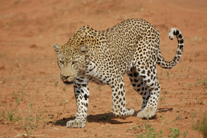 Jaipur : Safari en jeep 4×4 dans la réserve de léopards de Jhalana Amagarh