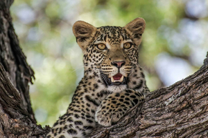 Jaipur: Jhalana Leopard Safari Tour