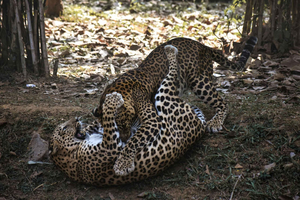 Jodhpur To Udaipur: Ranakpur Temple & Jawai Leopard Safari