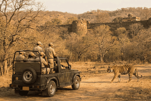 Ranthambore: Tiger-safari uten kø i delingsvogn