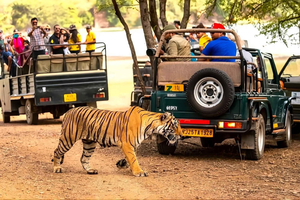 Ranthambore Tiger Safari päiväretki linnoituskierroksella ja lounaalla