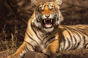 Ranthambore-Tigersafari in einem Gypsy/Canter – Gemeinsame Tour