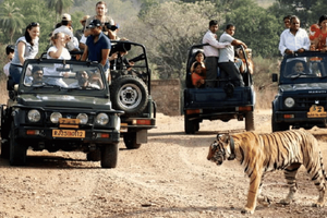 Tagesausflug zum Nationalpark Sariska mit Tiger-Safari
