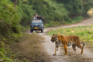 Fuga da Sariska e Jhalana da Delhi: un giorno, due safari