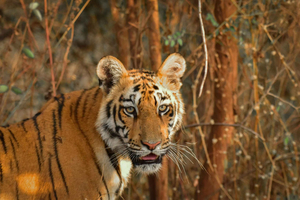 “Wild Whispers of Jawai – The Leopard’s Hidden Kingdom”