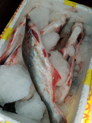 Armaan chicken and fish shop