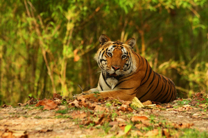 Safari de Vida Silvestre en Rajasthan: Una Aventura Emocionante