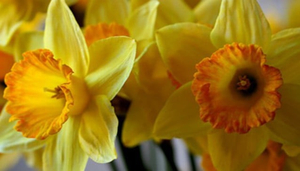Daffodils
