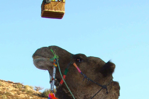 Rajasthan's Winter Wonderland: Exploring the Desert Beauty